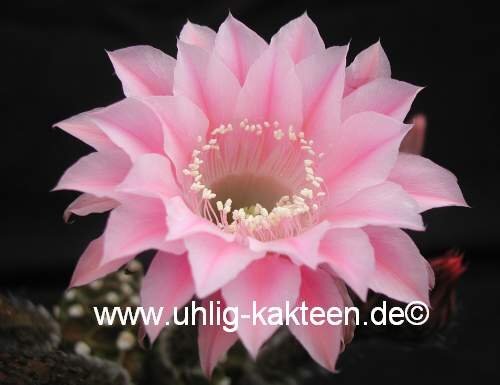 Echinopsis-Hybr. Torero Rheingold 289