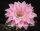 Echinopsis-Hybr. Torero Rheingold 289