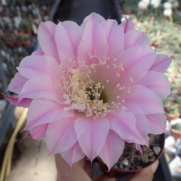 Echinopsis-Hybr. Troubadur Rheingold 207