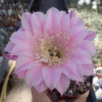 Echinopsis-Hybr. Troubadur Rheingold 207