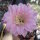 Echinopsis-Hybr. Troubadur Rheingold 207