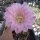 Echinopsis-Hybr. Troubadur Rheingold 207