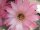 Echinopsis-Hybr. Unschuld vom Lande Uebelmann 3217