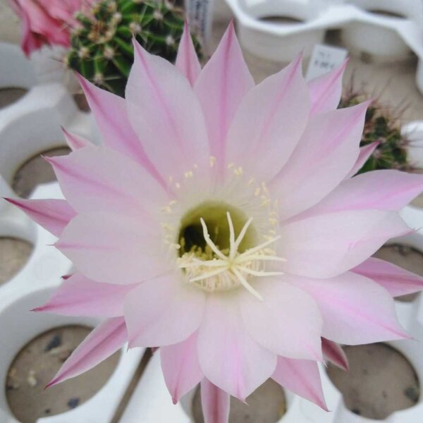 Echinopsis-Hybr. Werner rosa