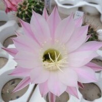 Echinopsis-Hybr. Werner rosa