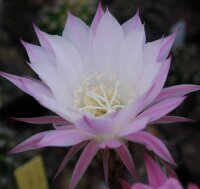 Echinopsis-Hybr. Werner rosa