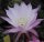 Echinopsis-Hybr. Werner rosa