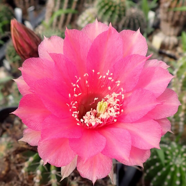 Echinopsis-Hybr. Wiener Blut Rheingold 273