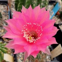 Echinopsis-Hybr. Wiener Blut Rheingold 273