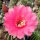 Echinopsis-Hybr. Wiener Blut Rheingold 273
