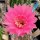 Echinopsis-Hybr. Wiener Blut Rheingold 273