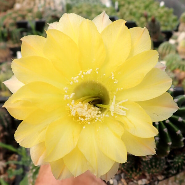Echinopsis-Hybr. Yellow Star Serie 302