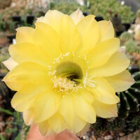 Echinopsis-Hybr. Yellow Star Serie 302