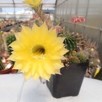 Echinopsis-Hybr. Yellow Star Serie 302