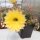 Echinopsis-Hybr. Yellow Star Serie 302