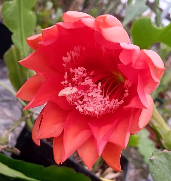 Epiphyllum-Hybr. Flamingo