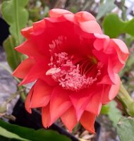 Epiphyllum-Hybr. Flamingo