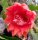 Epiphyllum-Hybr. Flamingo
