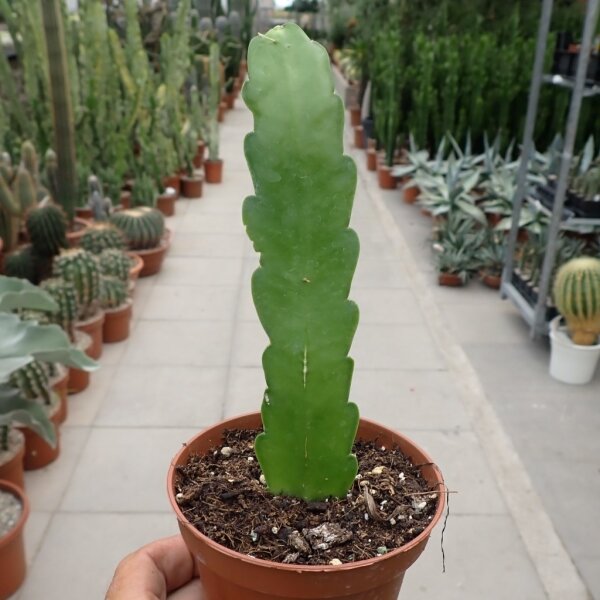 Epiphyllum cartagense
