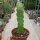 Epiphyllum cartagense