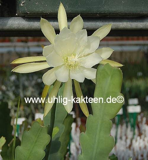 Epiphyllum crenatum