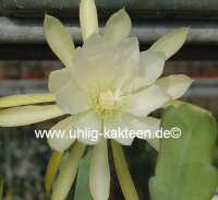 Epiphyllum crenatum
