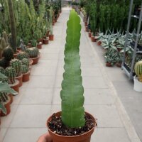 Epiphyllum crenatum