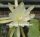 Epiphyllum crenatum