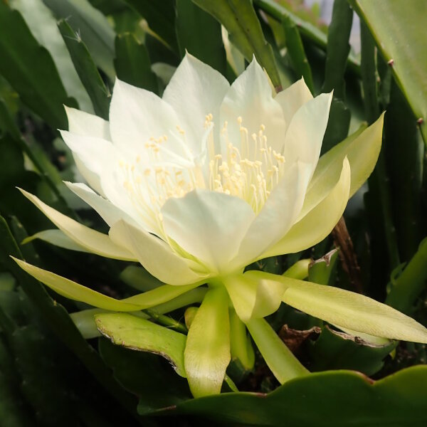 Epiphyllum crenatum v. kimnachii WK 435
