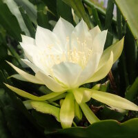 Epiphyllum crenatum v. kimnachii WK 435