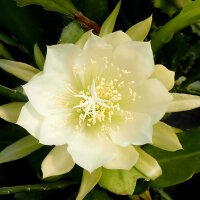 Epiphyllum crenatum v. kimnachii WK 435