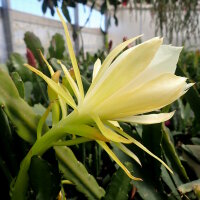 Epiphyllum crenatum v. kimnachii WK 435