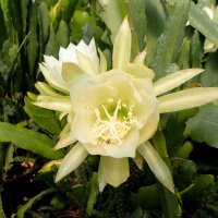 Epiphyllum crenatum v. kimnachii WK 435
