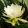 Epiphyllum crenatum v. kimnachii WK 435