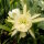 Epiphyllum crenatum v. kimnachii WK 435