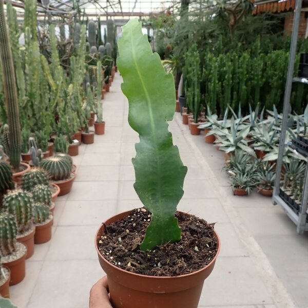 Epiphyllum hookeri