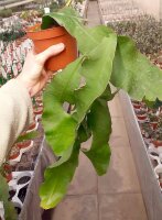 Epiphyllum hookeri