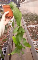Epiphyllum hookeri