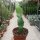 Epiphyllum hookeri