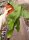 Epiphyllum hookeri