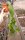 Epiphyllum hookeri