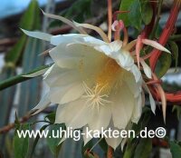 Epiphyllum oxypetalum