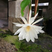 Epiphyllum oxypetalum