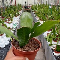 Epiphyllum oxypetalum