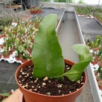 Epiphyllum oxypetalum