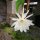 Epiphyllum oxypetalum