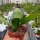 Epiphyllum oxypetalum