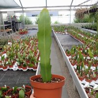 Epiphyllum pittieri