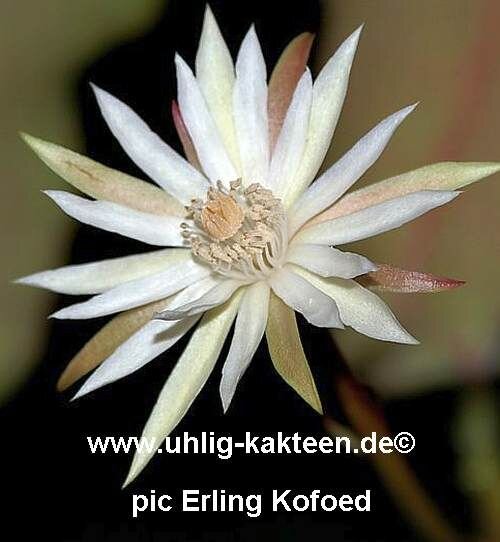 Epiphyllum spec. Aqua Santa 30 km nach Senador Mourão -> Aqua Santa, Minas Gerais, Brasil