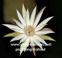 Epiphyllum spec. Aqua Santa 30 km nach Senador Mourão -> Aqua Santa, Minas Gerais, Brasil